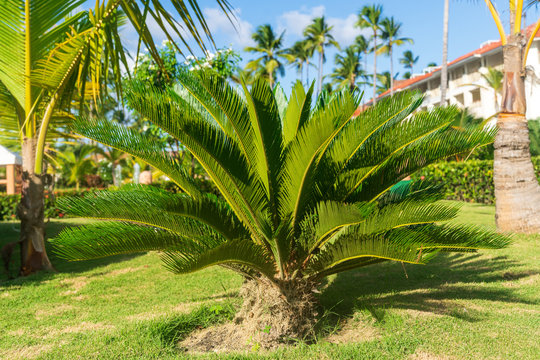 Sago Palm Tree in Punta Cana, Dominican Republic.