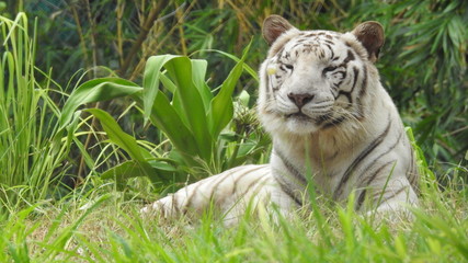 Attention in eyes of a white bengal tiger, walking on fresh snow in winter forest. The most beautiful animal and very dangerous beast of the world. Animal portrait on rocky background. © Motion Photography