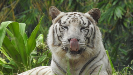 Attention in eyes of a white bengal tiger, walking on fresh snow in winter forest. The most beautiful animal and very dangerous beast of the world. Animal portrait on rocky background. © Motion Photography