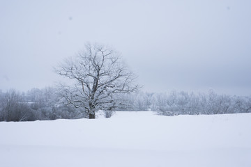 tree in winter with snow