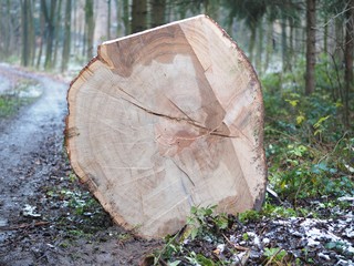 Jahresringe - gerodeter Baum liegt im Wald 