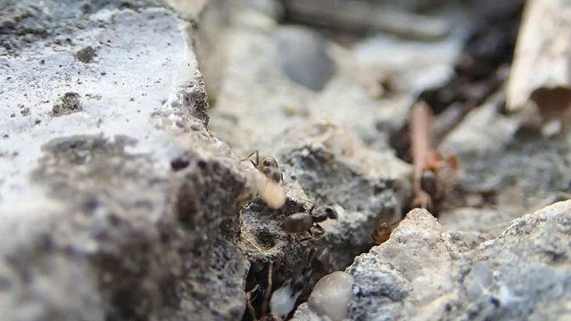 Lasius sp. ants moving in a new place