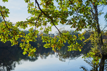 Herbstliche Eiche im Laubwald mit heller Sonne, die durch die Zweige scheint und einem Teich im Hintergrund
