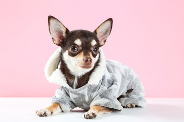 Chihuahua dog in costume on pink background