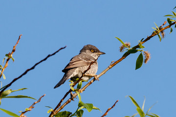 Barred warbler sylvia nisoria sitting on top of bush. Cute rare songbird in wildlife.