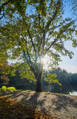 Fototapeta premium Herbstliche Eiche im Laubwald mit heller Sonne, die durch die Zweige scheint und einem Teich im Hintergrund