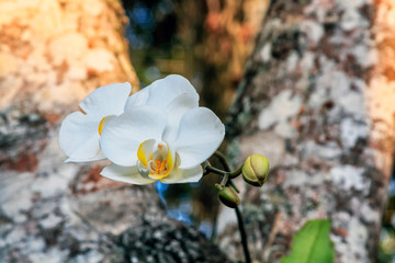 Orchid in Nature