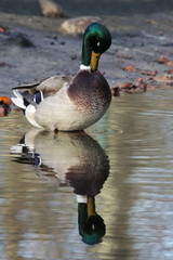 Stockenten-Erpel mit Spiegelung