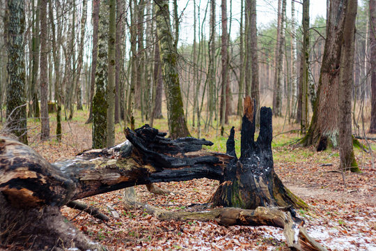 forest landscape with a fallen tree trunk after lightning hit it. consequence of lightning falling into a tree - Powered by Adobe