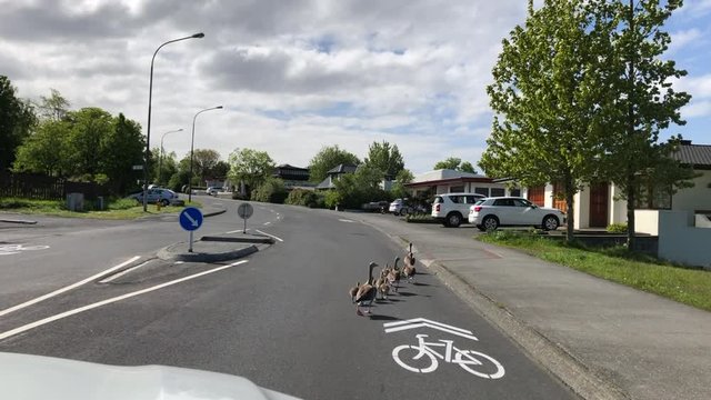 Tender footage from the car of family of ducks crossing without fear and confidence a paved street in residential area of Reykjavik. Sidewalk parked and white painted bicycle lanes. Iceland