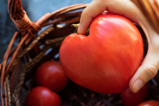 Hand holds a large tomato in the shape of a heart. A variety of bull heart. The concept of love of vegetables, vegetarianism, good harvest, tomato paste