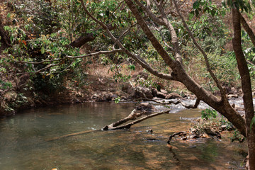 Nature Photos Plant Flowers Landscape