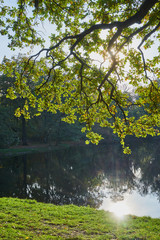 Herbstliche Eiche im Laubwald mit heller Sonne, die durch die Zweige scheint und einem Teich im Hintergrund