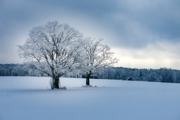 winter landscape with trees and snow