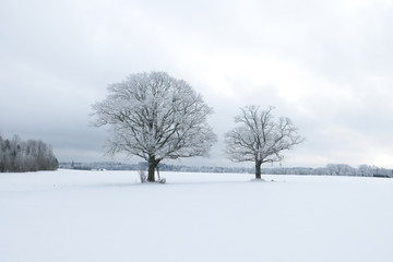winter landscape with trees and snow
