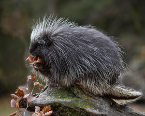 Porcupines Elvis and Presley