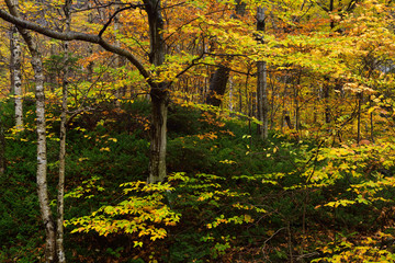 Birch Beech and Hemlock trees in the Fall at Smugglers Notch State Park