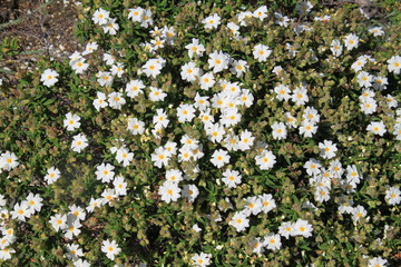 Fleurs du sentier des douaniers