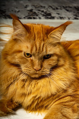 Katze 2