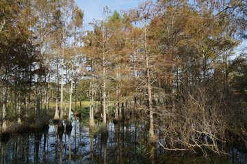 autumn swamp landscape in Louisiana
