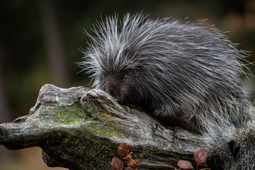 Porcupines Elvis and Presley