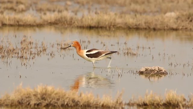 American avocet (Recurvirostra americana) in lake of Chalco