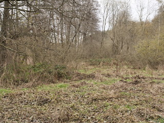 Sumpfwiese im Eidenbruch, Gusenburg