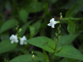 flower in the garden