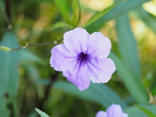 flower in the garden