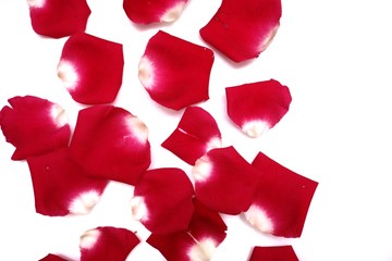 Blurreda pile of red rose corollas on white isolated background with copy space 