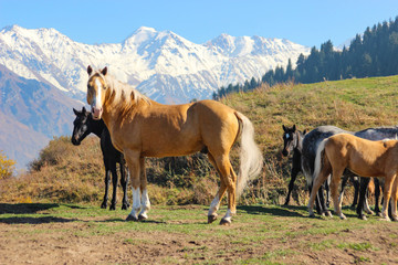Fototapeta na wymiar herd of golden stallions in autumn on a mountain pasture on a background of snowy peaks