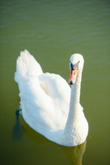 White swans on the lake. View from distance using wide angle lens.