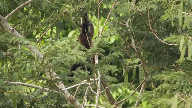 Mexican mantled howler hanging upside down and grazing