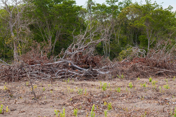 deforestation of the brazilian cerrado