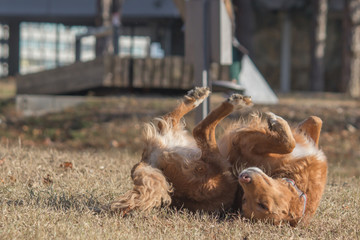 Irish Setter (half-breed) playing at city park