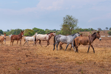 Fototapeta premium 2019_october_brazil_trip