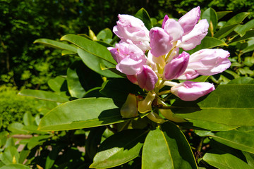 A large, creamy white southern magnolia flower blossom is circled by the glossy green leaves of the tree.