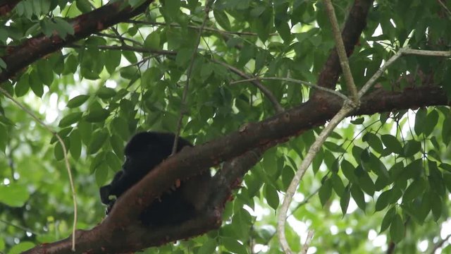 Mexican mantled howler baby resting