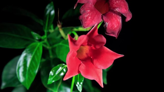 Red Mandevilla Flower Open Blossom in Time Lapse on a Black Background