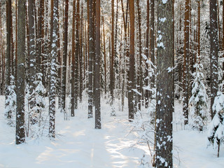 forest in winter