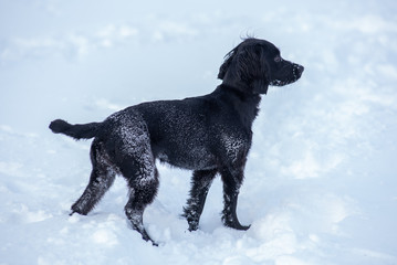 black dog in snow