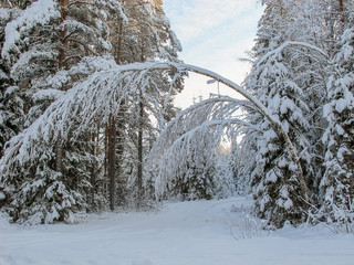 winter road with tree bending over the road in the forest