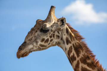 Giraffe