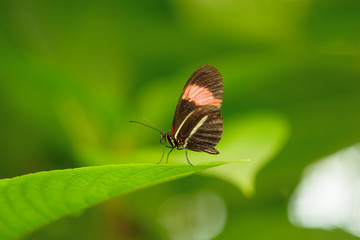 A little red-brown butterfly. Selective focus. Green blurred background