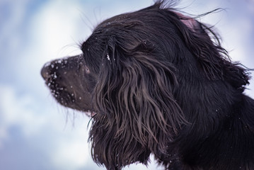English cocker looking away
