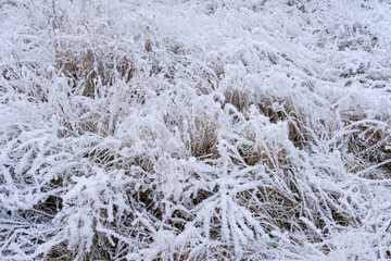 Frost on dry grass in the early frosty cloudy morning.
