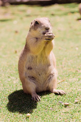A Marmot in a Hole Looking Curiously