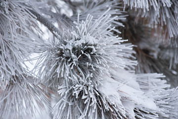 frost on a pine tree