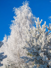 snow covered trees