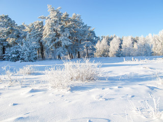 winter landscape with trees and snow